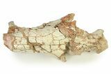 Fossil Hyaenodon Partial Skull - South Dakota #342200-4